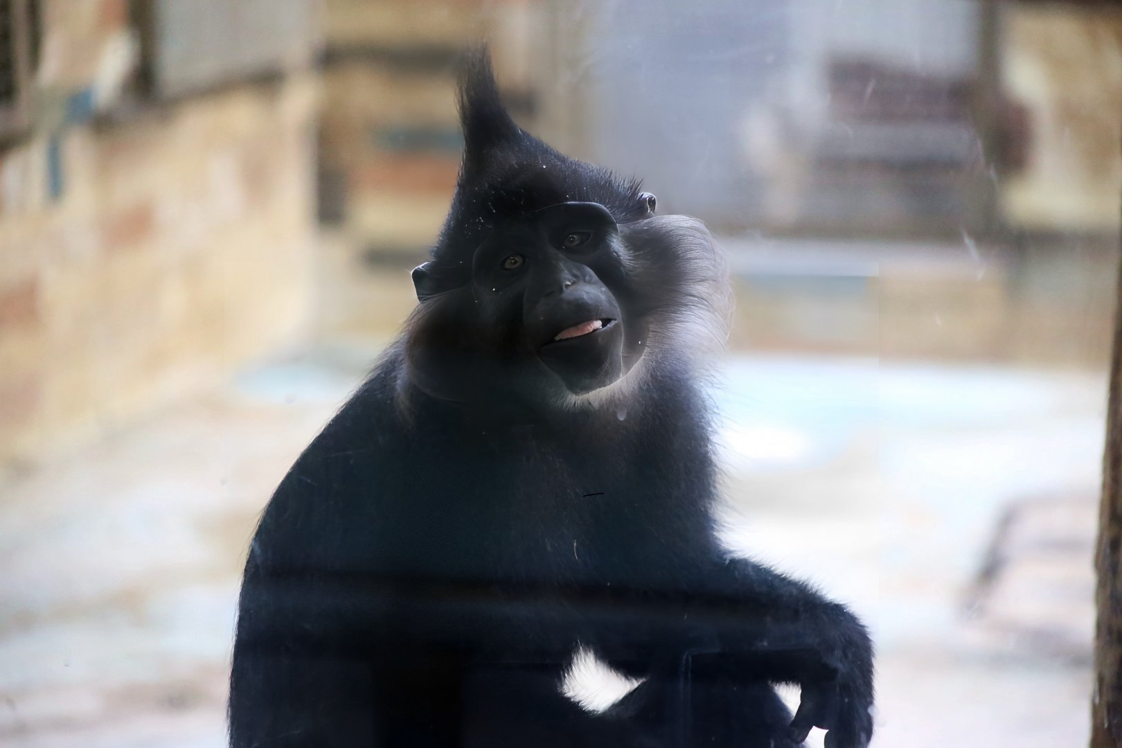 Black Mangabey