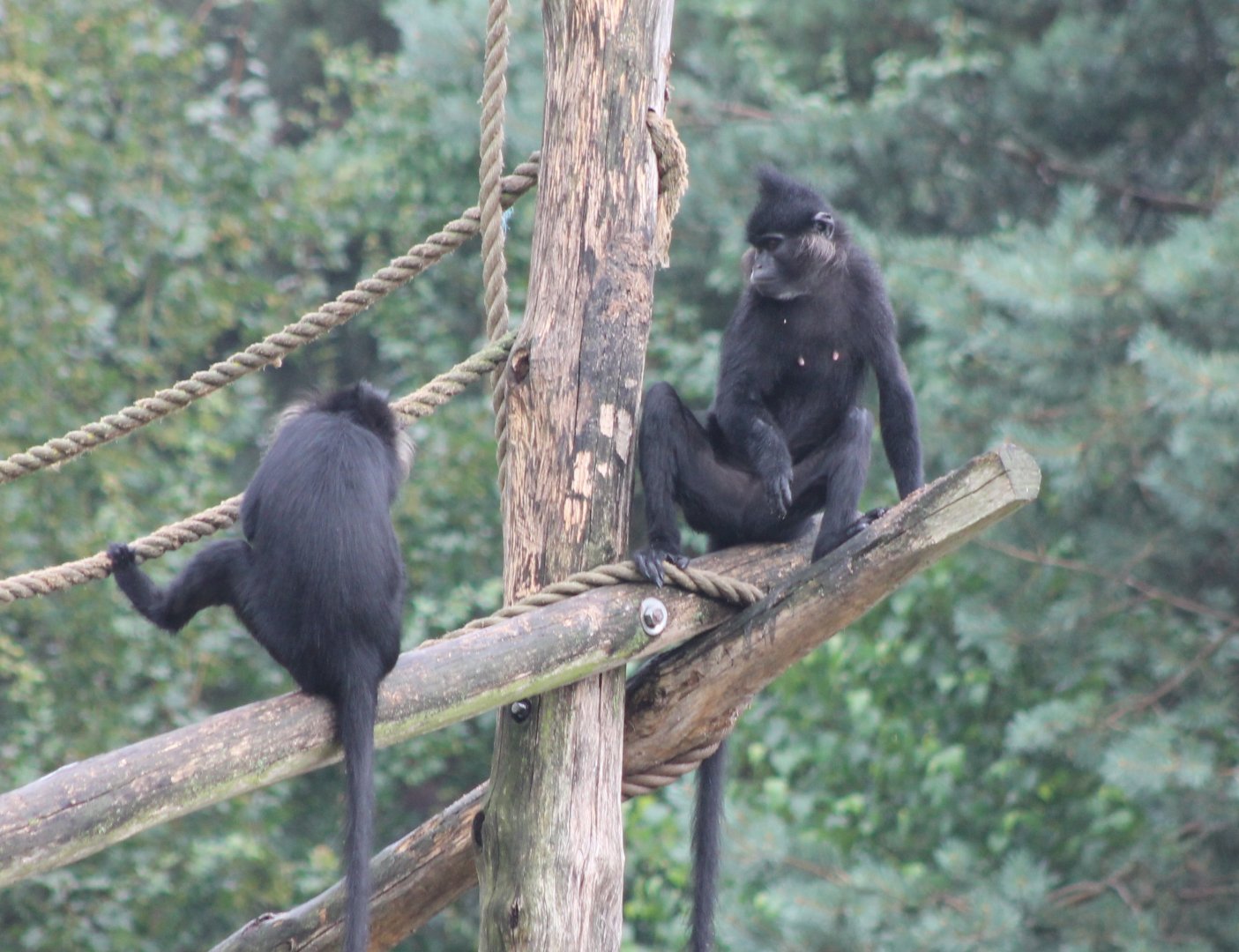 Black mangabeys