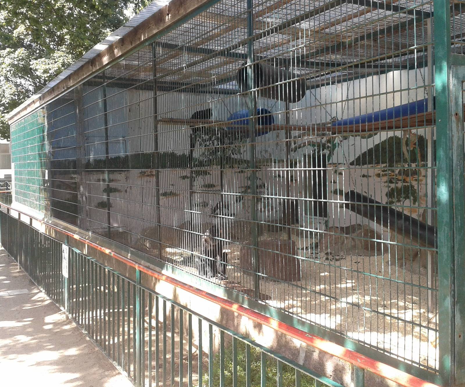 Black mangaey enclosure