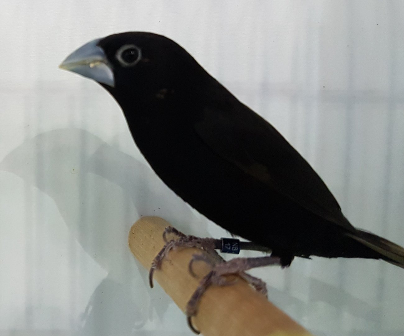 Black mannikin - Lonchura stygia