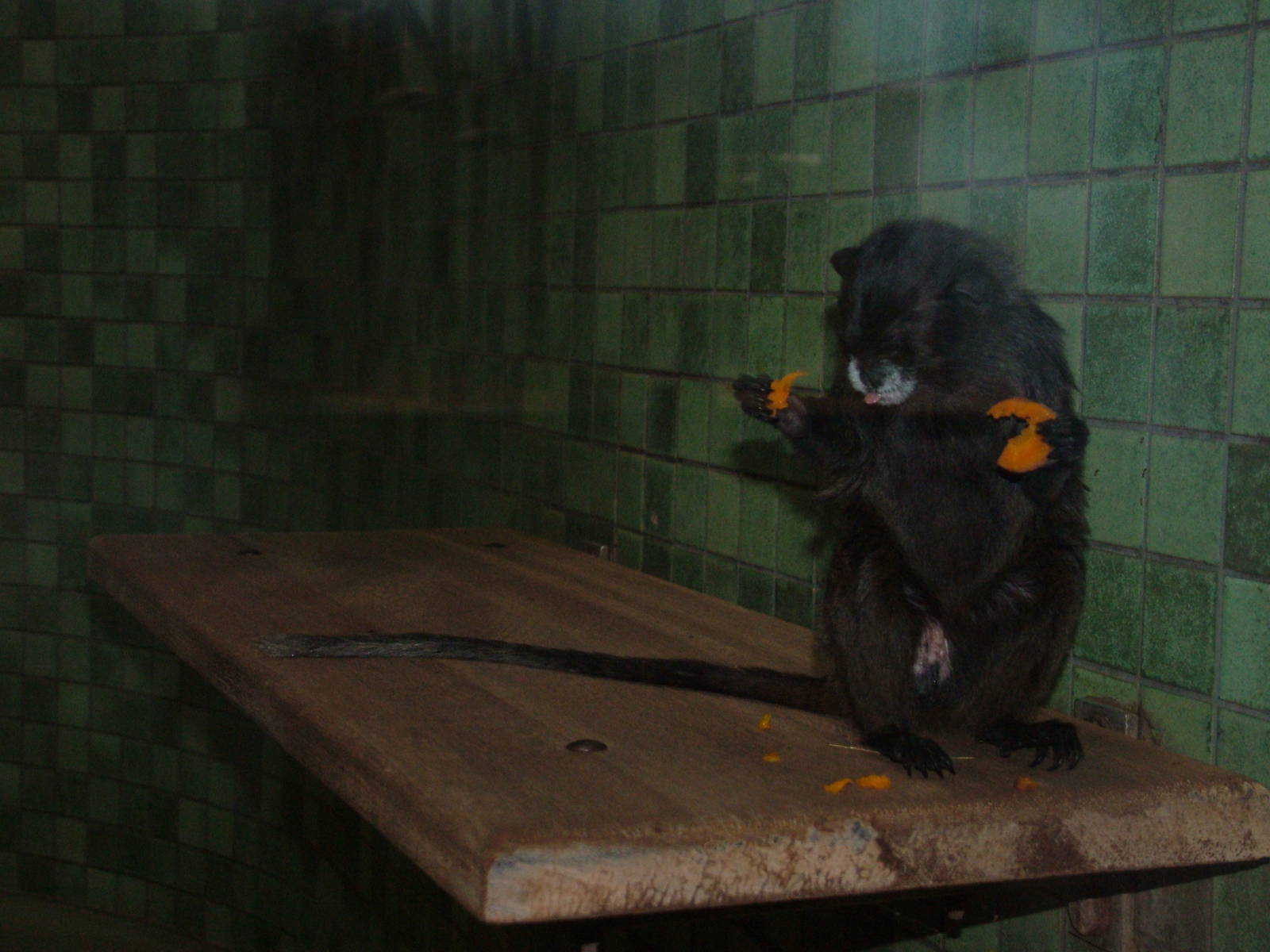Black-mantled Tamarin at Berlin Zoo, 31/08/11