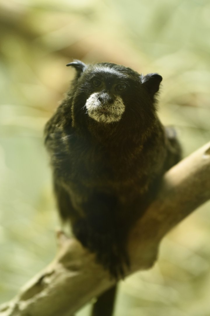 Black-mantled tamarin (Leontocebus nigricollis graellsi)