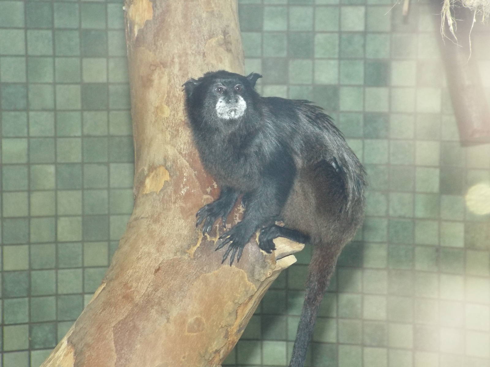 Black-mantled Tamarin (Saguinus nigricollis graellsi) at Zoo Berlin - April