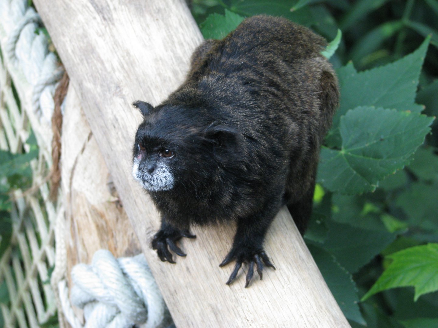 Black-mantled tamarin - September 2015