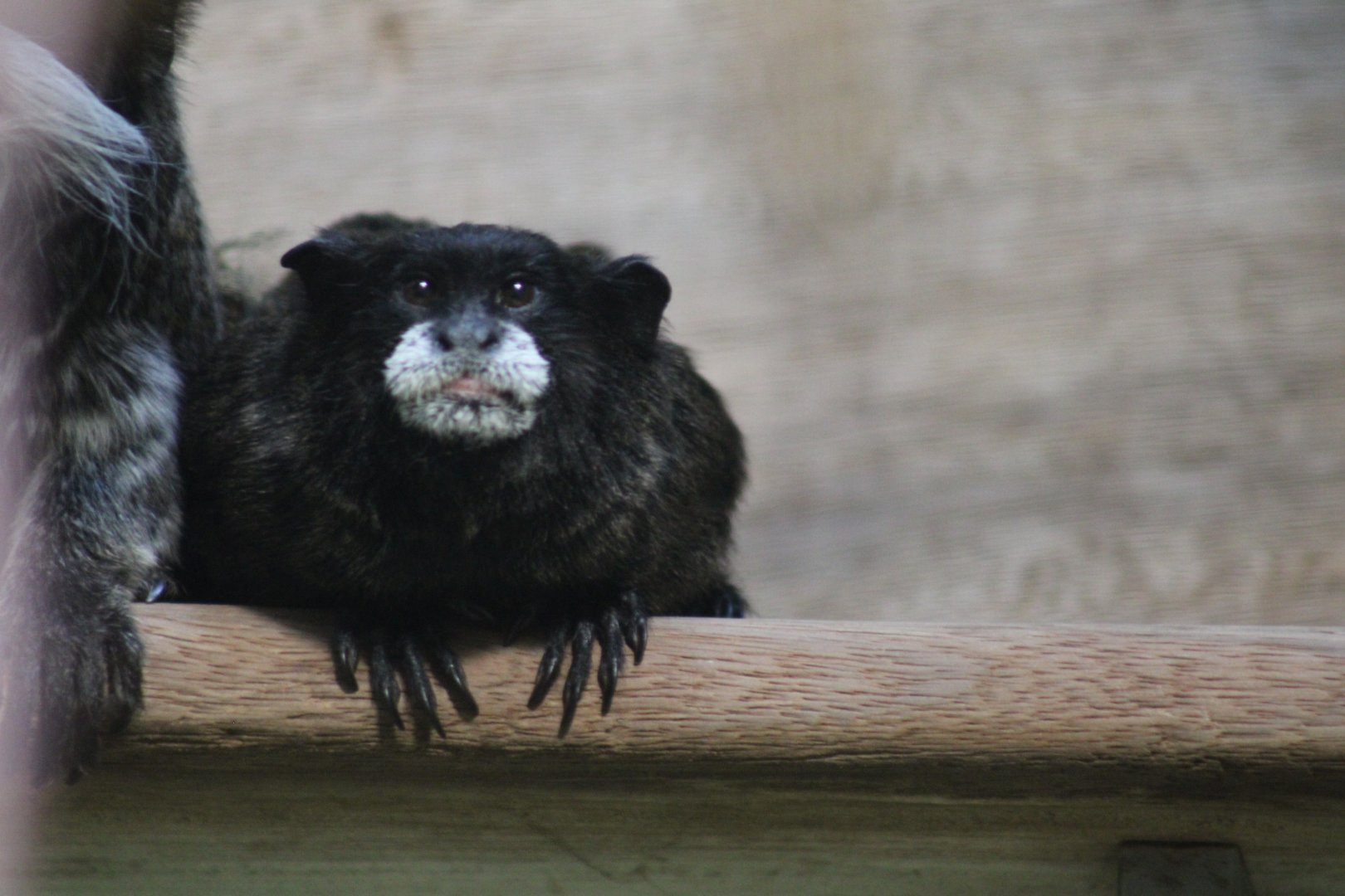 Black-mantled Tamarin