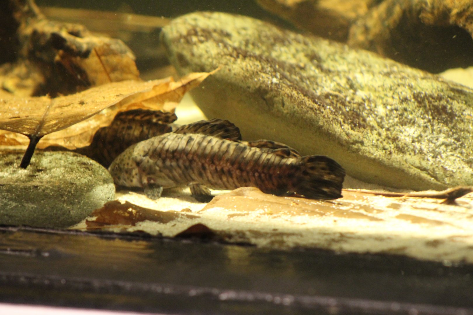 Black Marble Armoured Catfish