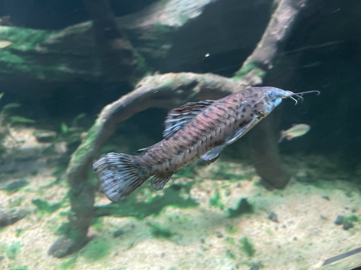 black marble hoplo (megalechis thoracata) - dunia air tawar