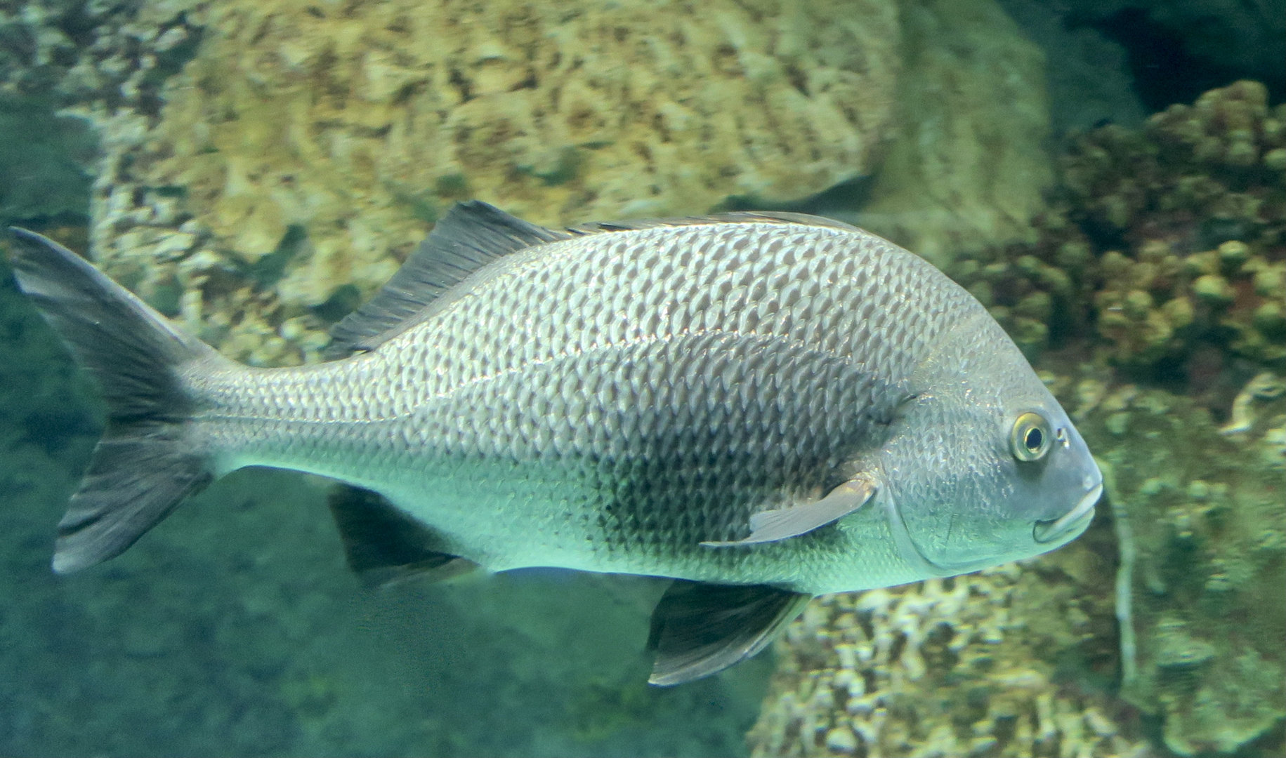 Black Margate (Anisotremus surinamensis)