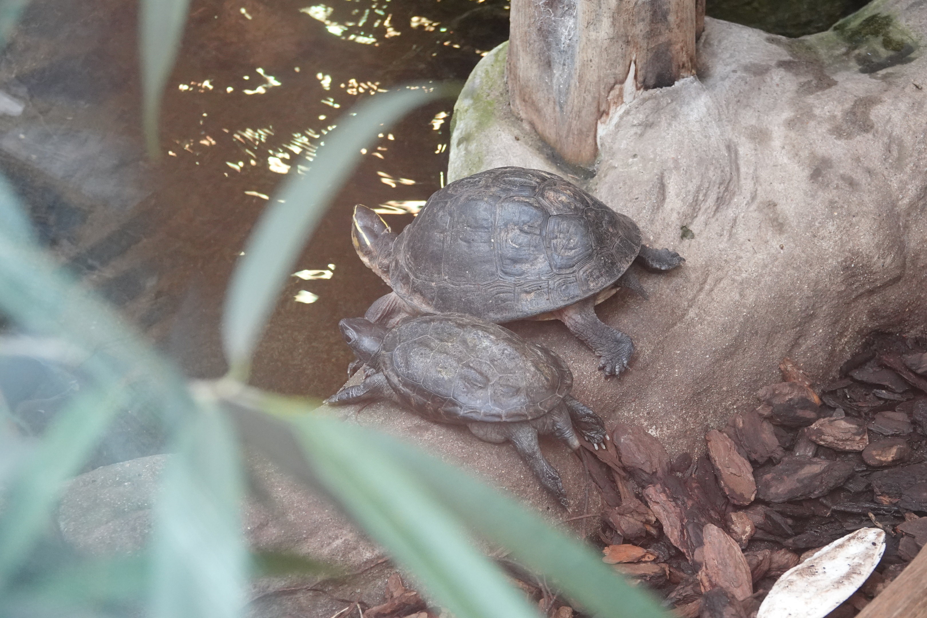 Black marsh turtle and South-east Asian box turtle