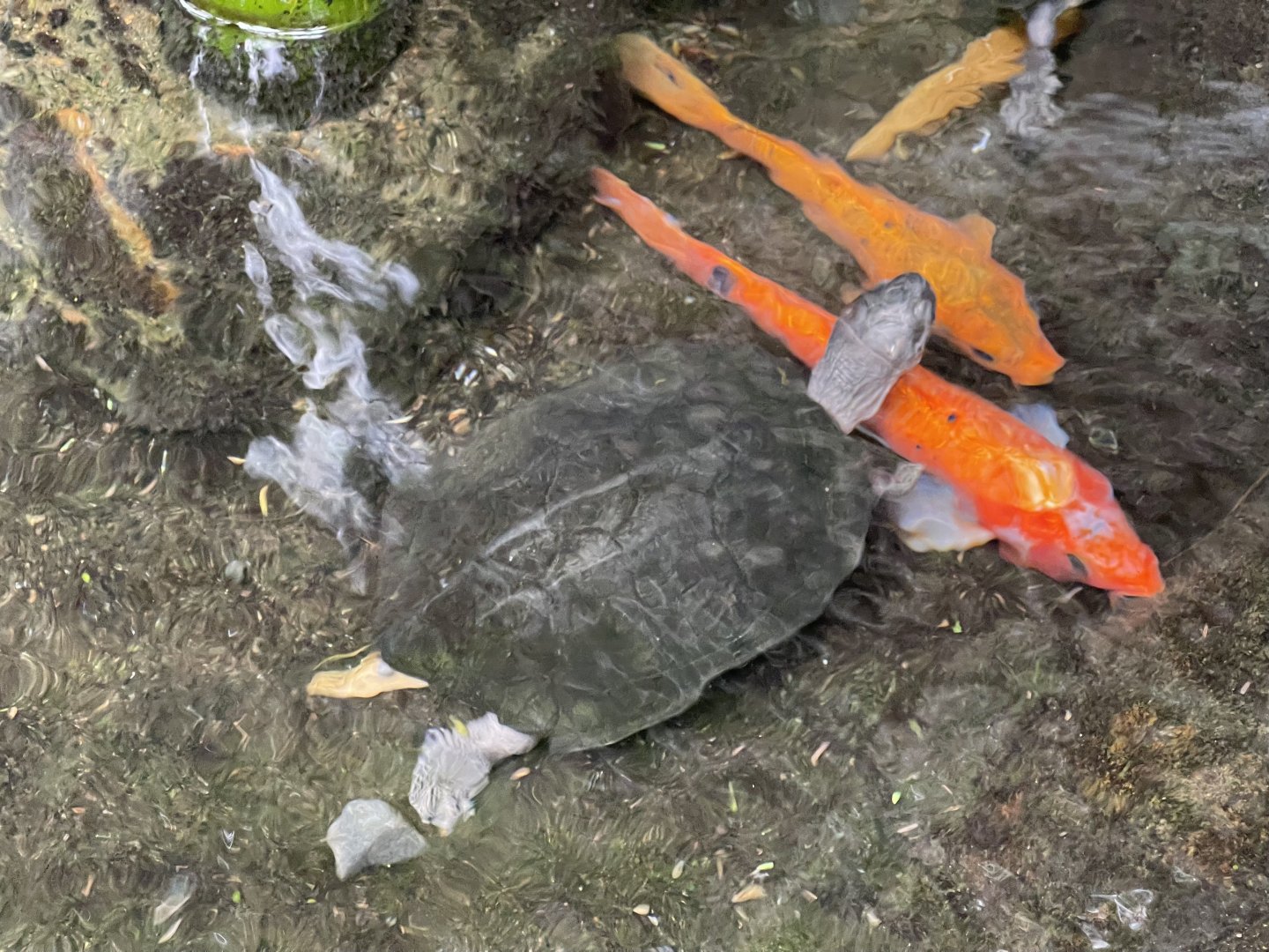 black marsh turtle (siebenrockiella crassicollis) (1)