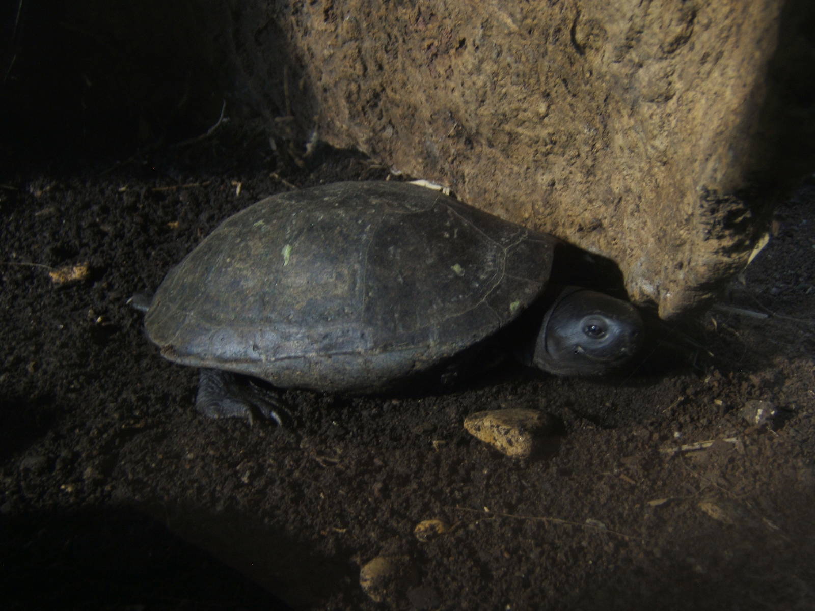 Black Marsh Turtle (Siebenrockiella crassicollis)