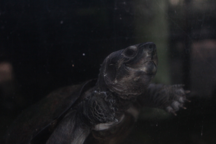 Black marsh turtle (Siebenrockiella crassicollis)