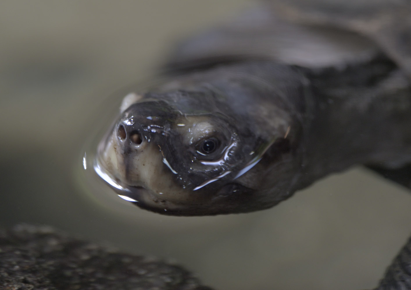 Black marsh turtle