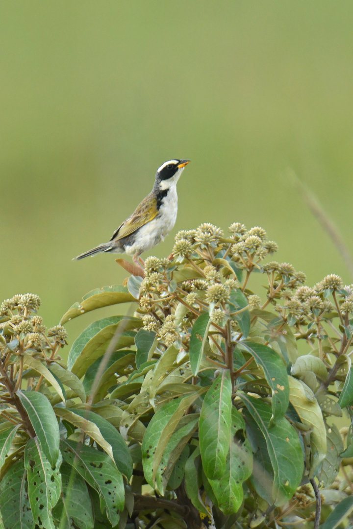 Black-masked Finch Coryphaspiza melanotis