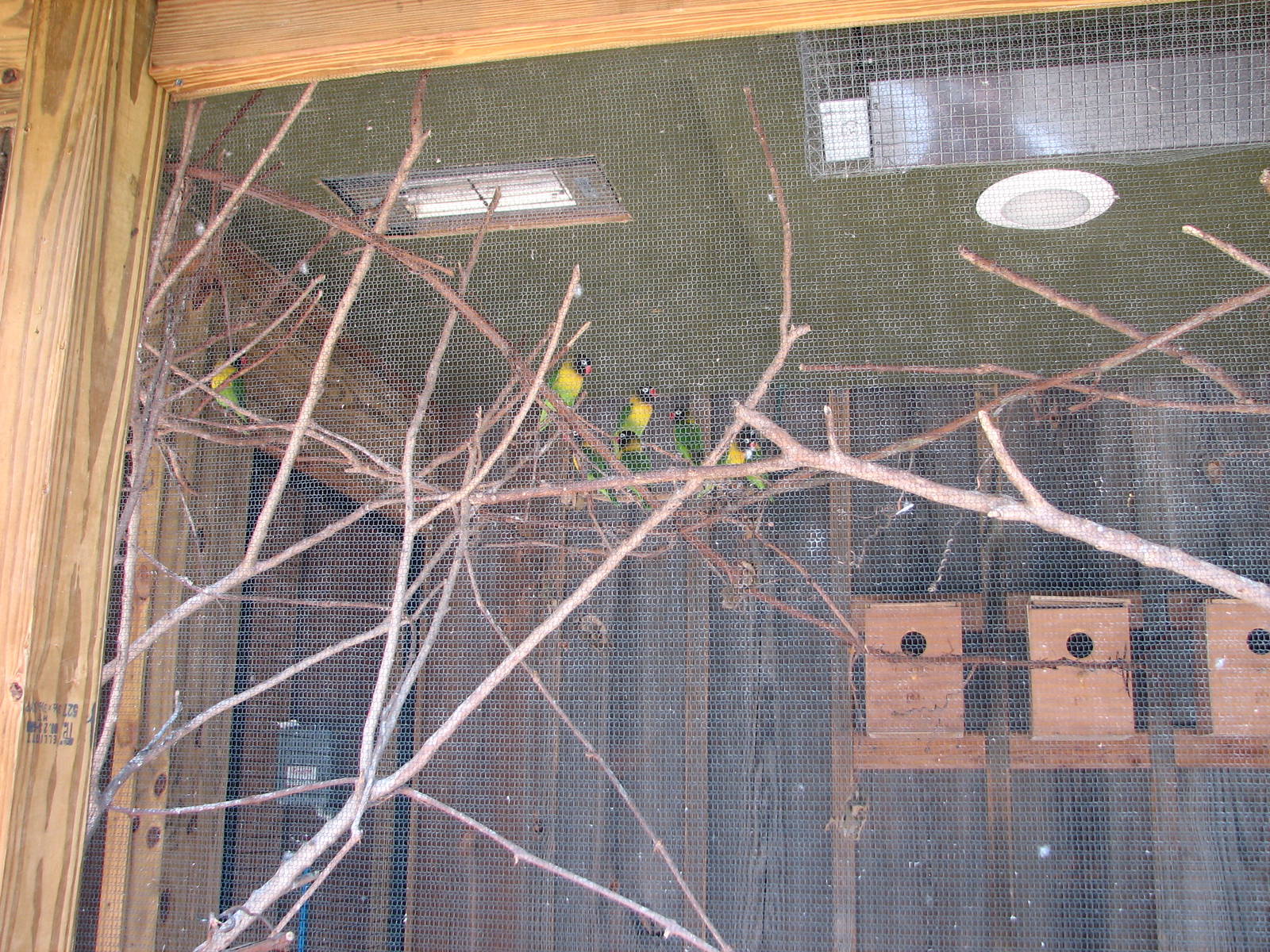 Black Masked Love Birds