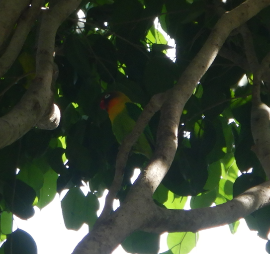 Black-Masked Lovebird