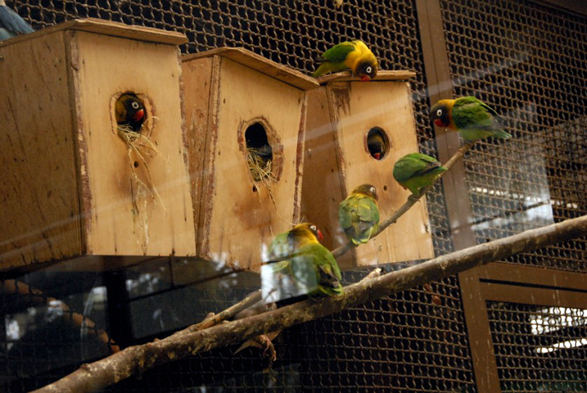 Black Masked Lovebirds