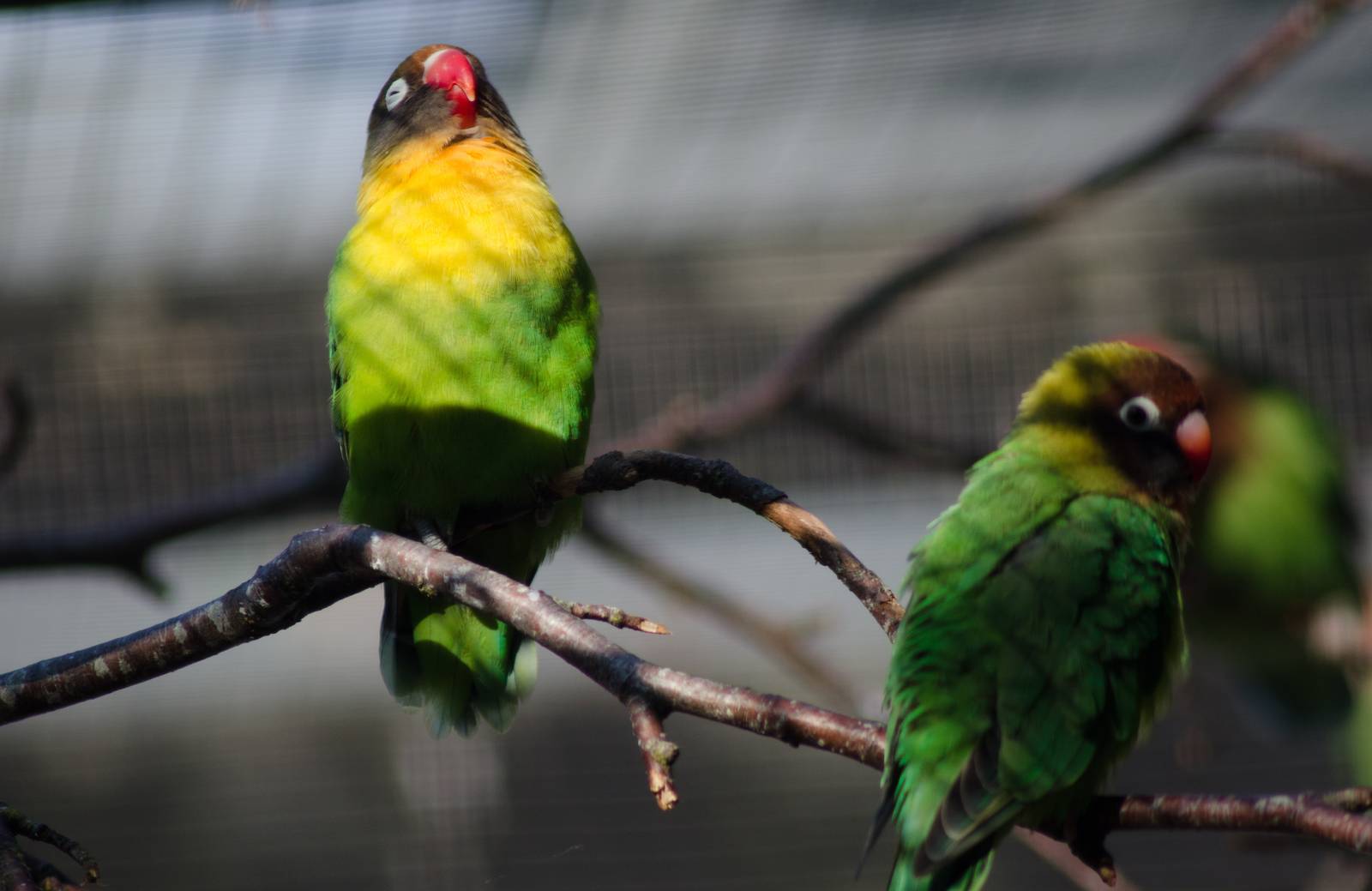 Black-masked Lovebirds