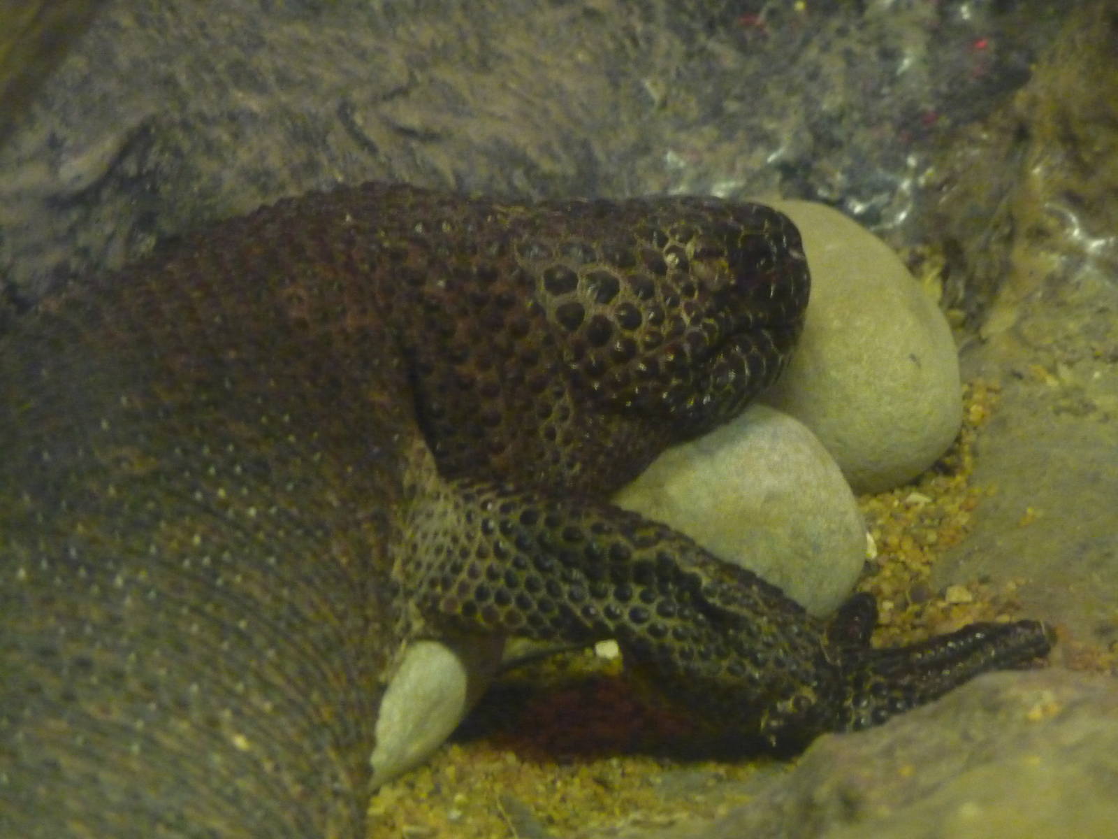 black mexican beaded lizard chapultepec zoo