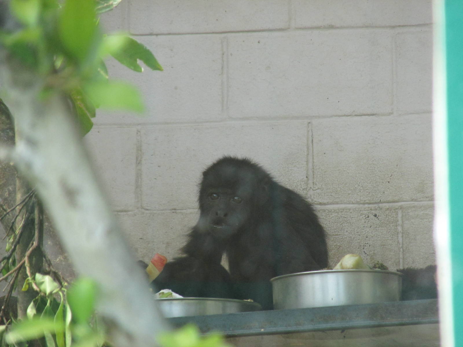 black mexican howler monkey san juan de aragon zoo