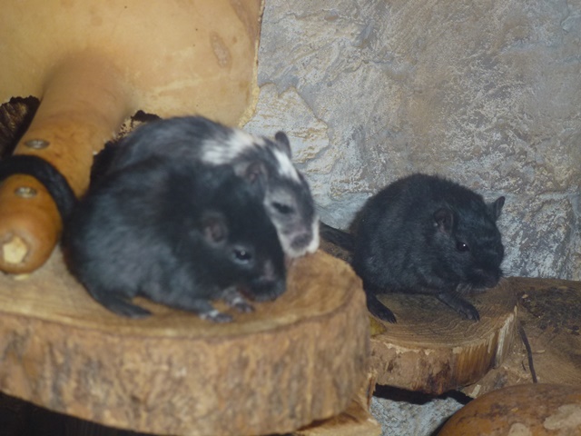 Black Mongolian gerbil 15.9.13