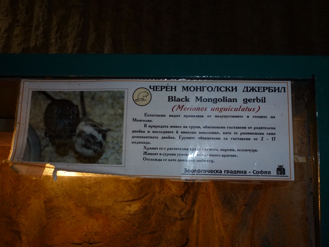 Black Mongolian gerbil sign 15.9.13