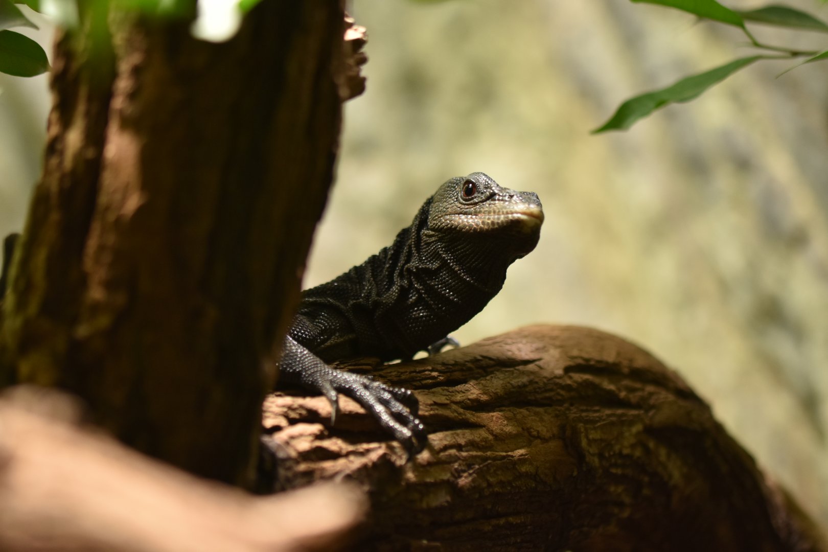 Black monitor Varanus beccari