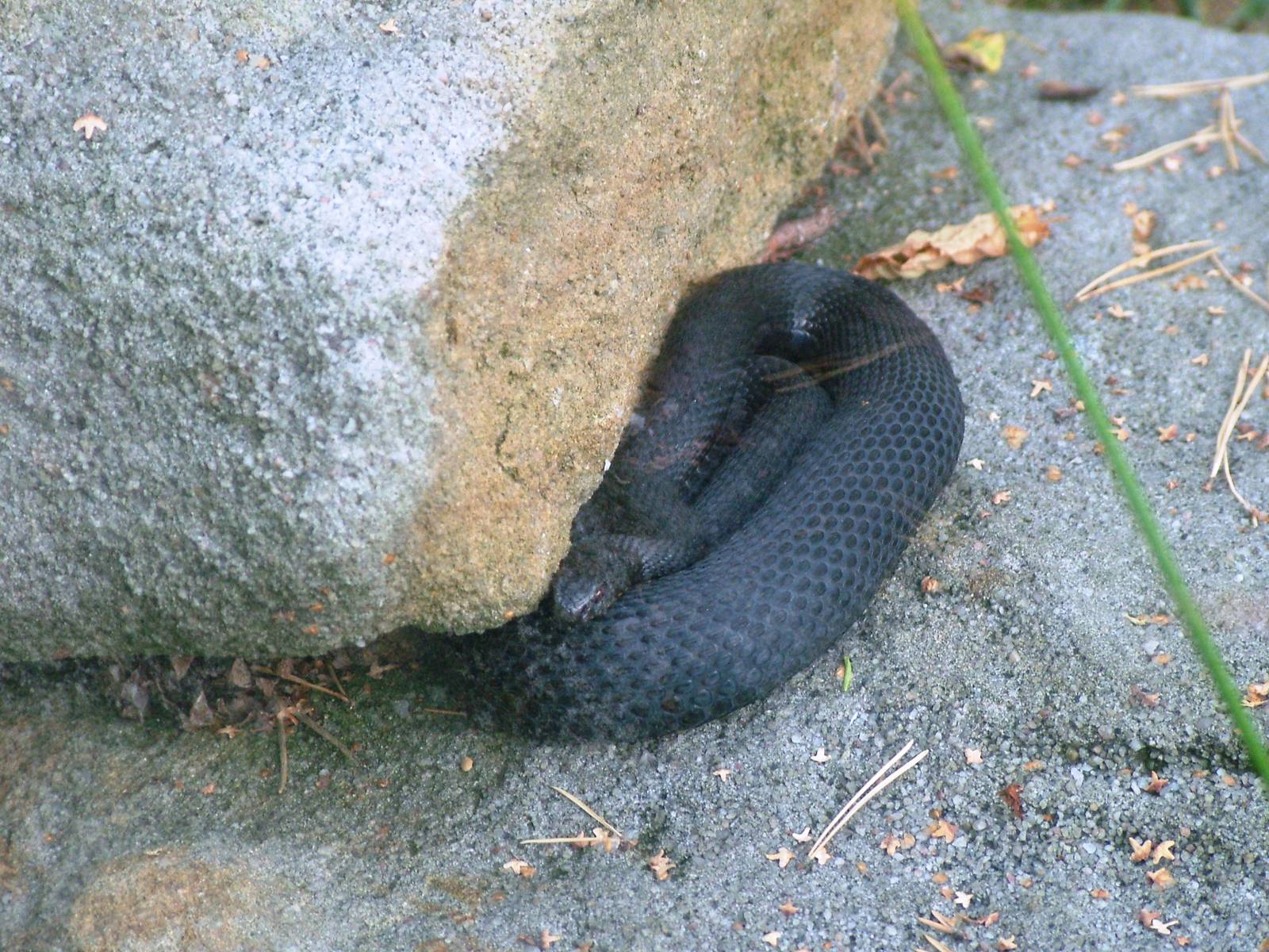 Black-morph Adder at Decin, 28/08/12