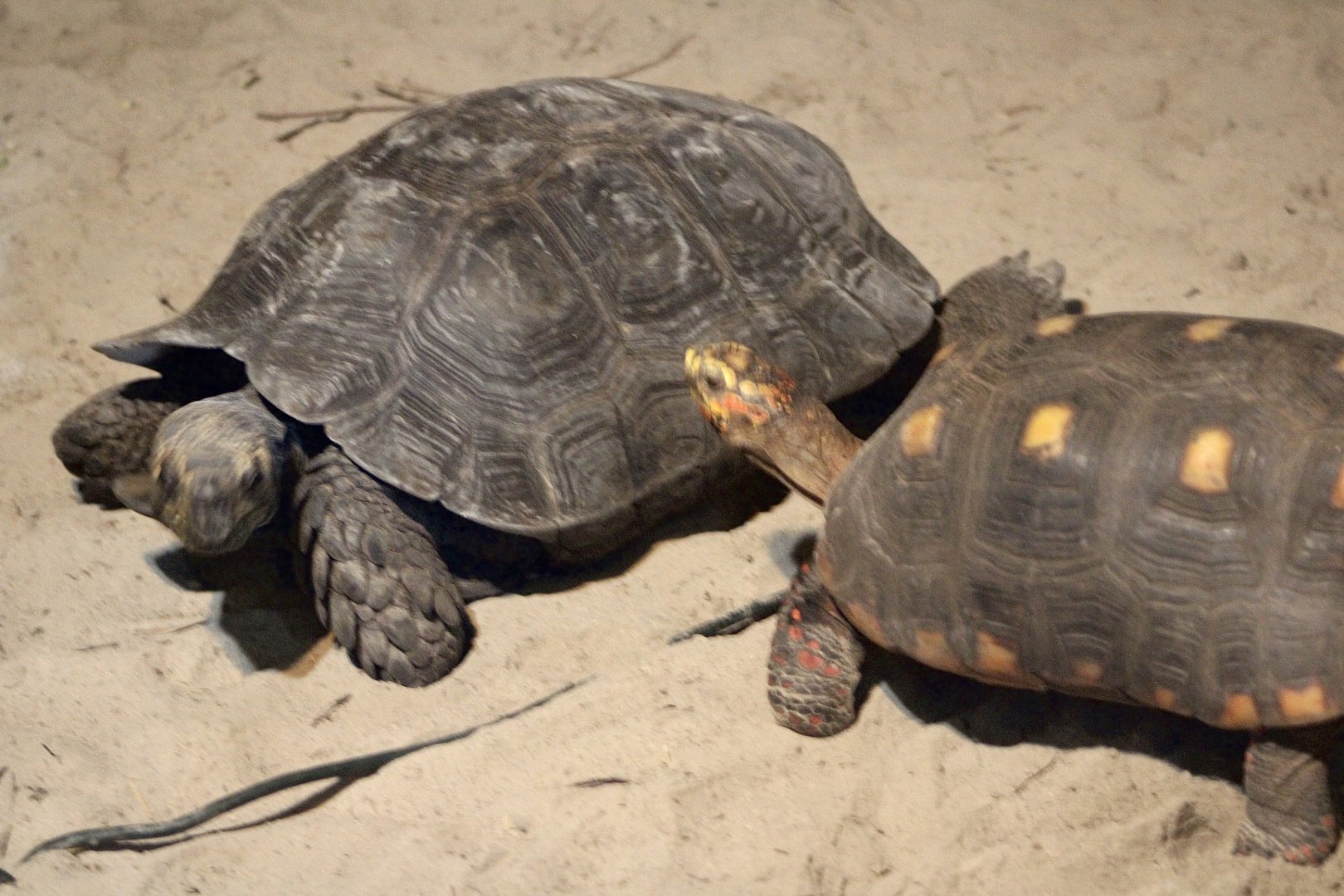 Black Mountain Tortoise (M. e. pharyei) + Red-Footed Tortoise (C. carbonarius)