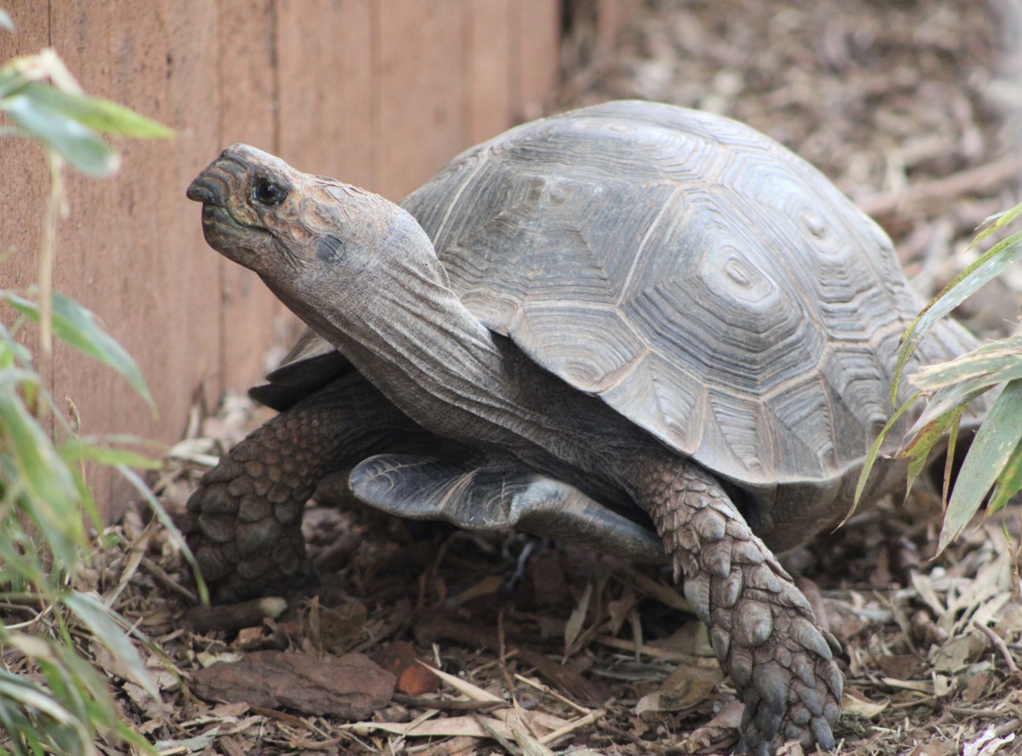 Black Mountain Tortoise (M. e. pharyei)