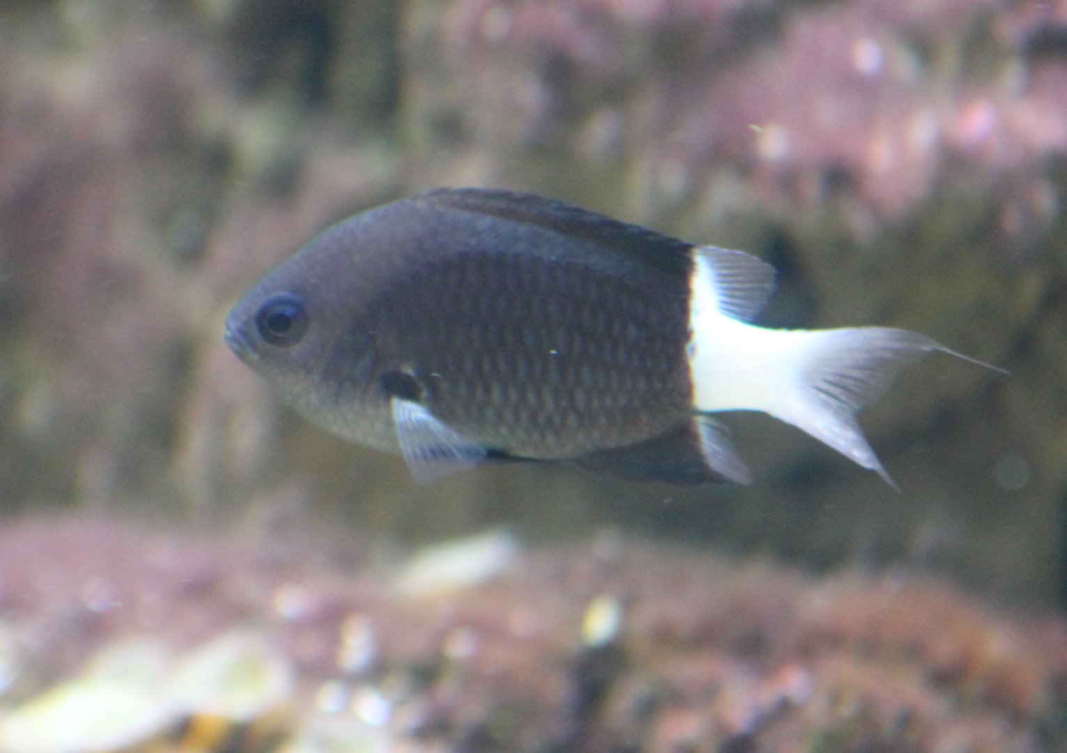 Black-mouth bicolored damsel - Chromis bicolor