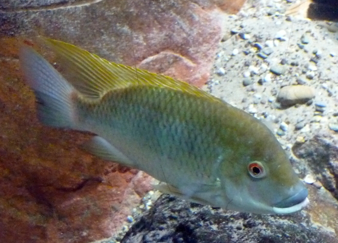 Black mouth Cameroon tilapia (Tilapia camerunensis)