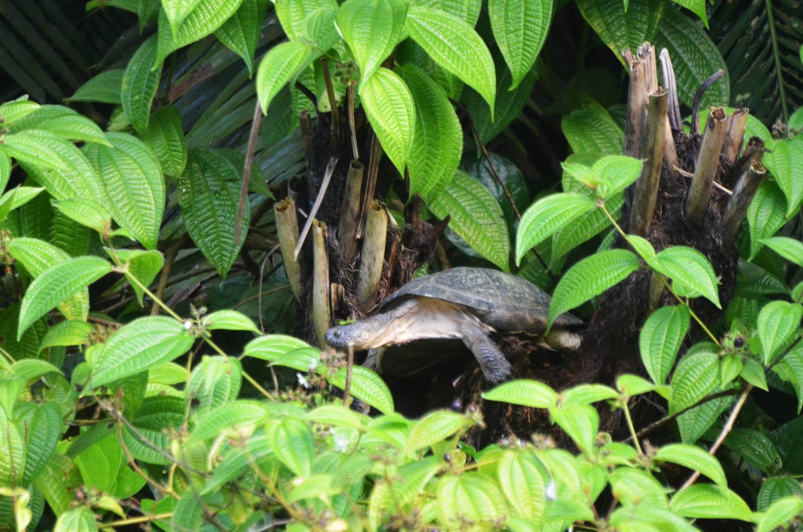 Black Mud Turtle at Zurich Zoo, 10/09/16