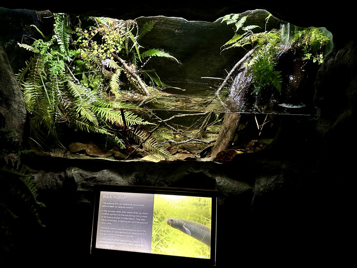 Black Mudfish Exhibit (The Night)