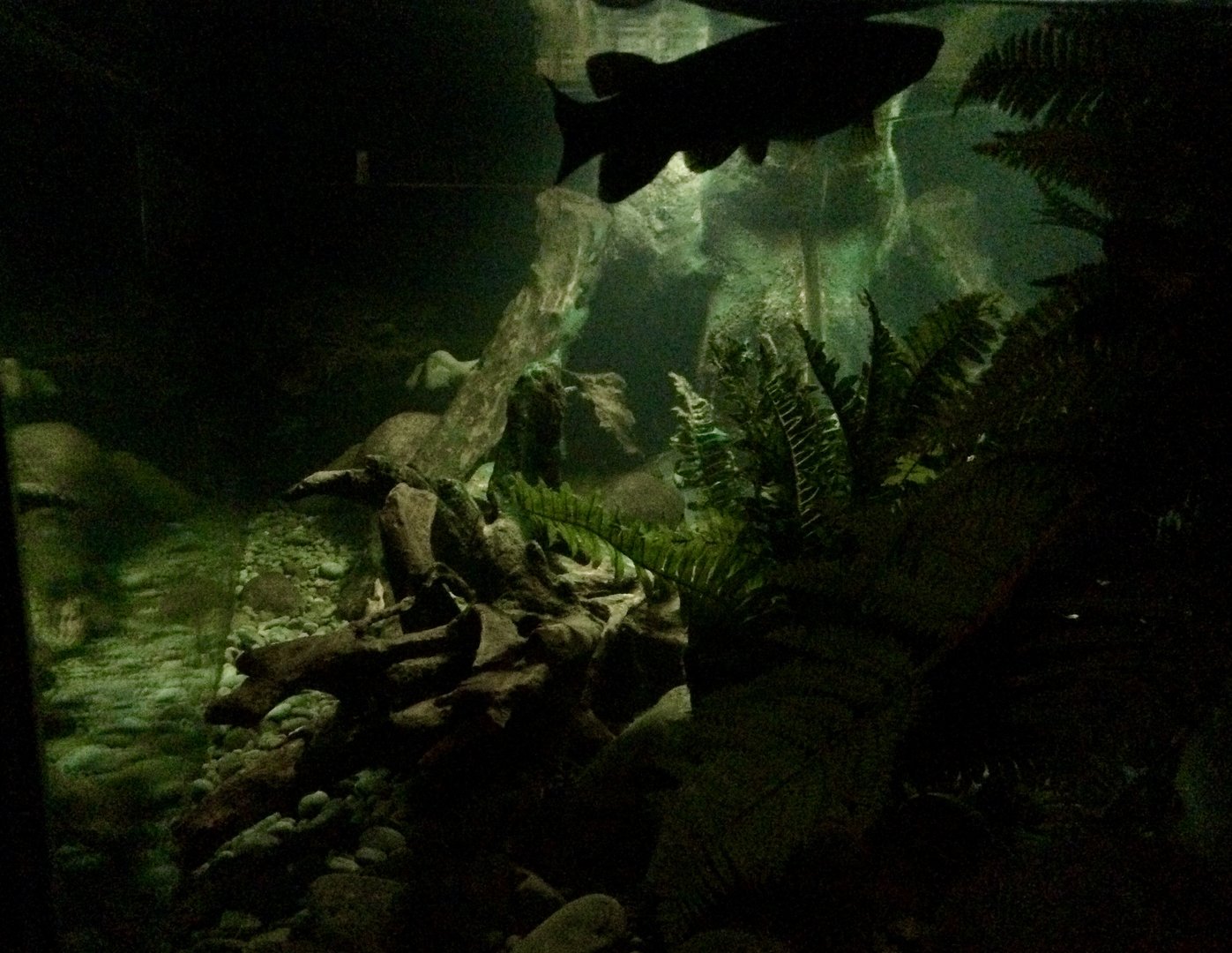 Black Mudfish Tank (The Night) - New Zealand Precinct