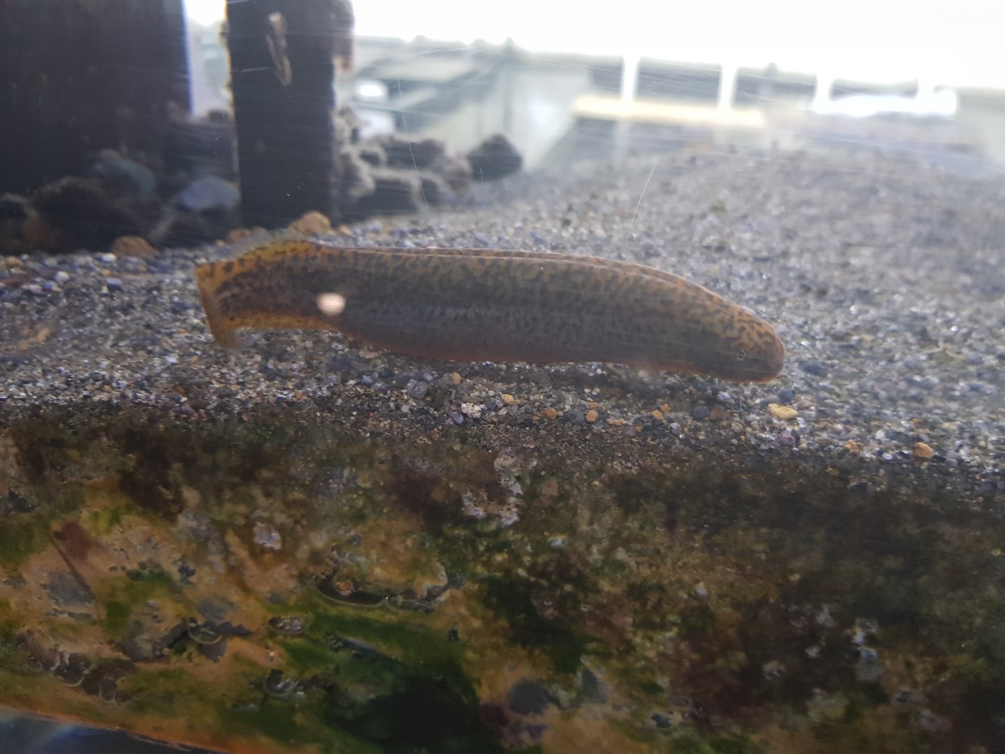 Black Mudfish-Tongariro National Trout Centre