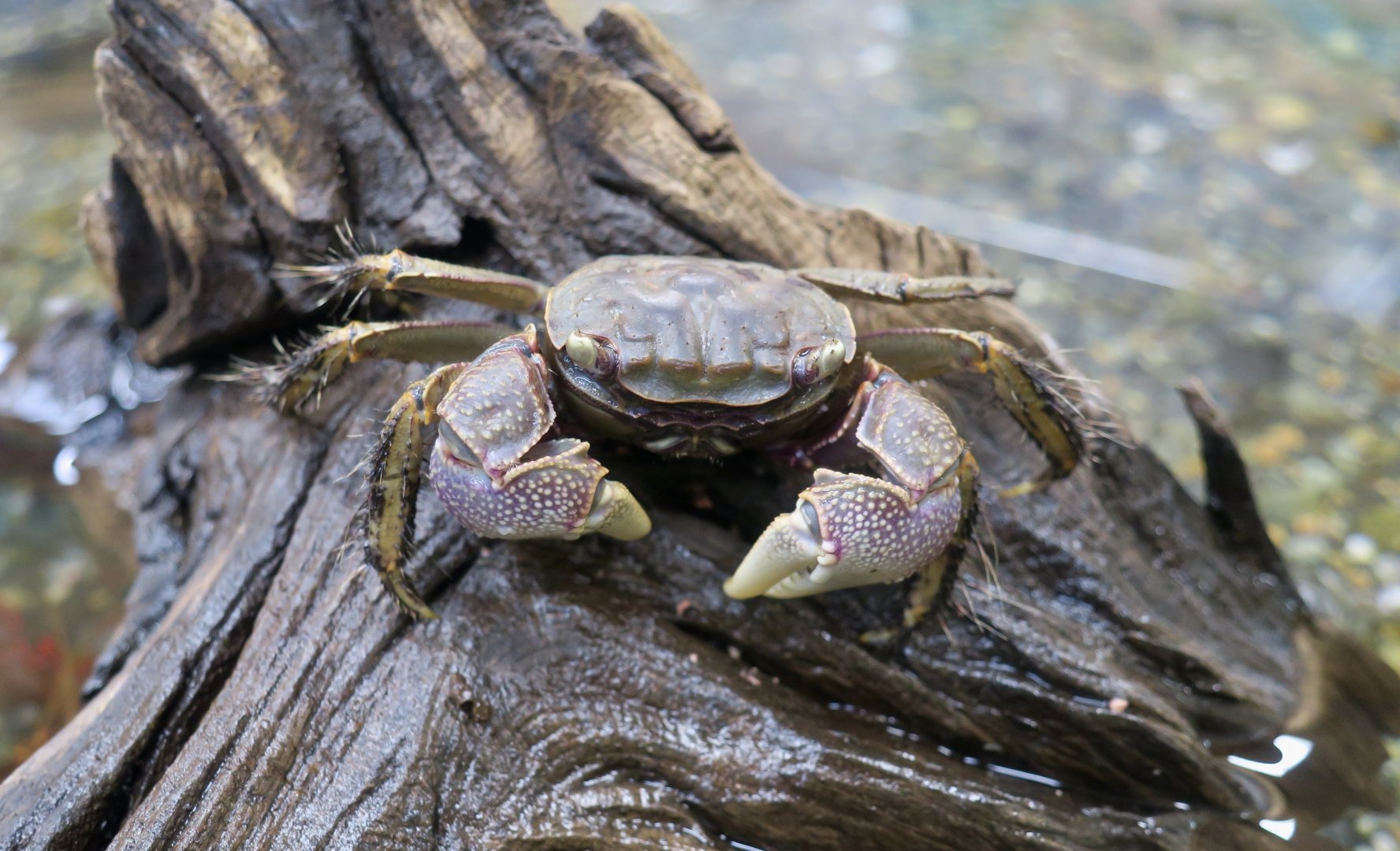 Black Mudflat Crab (Orisarma dehaani)