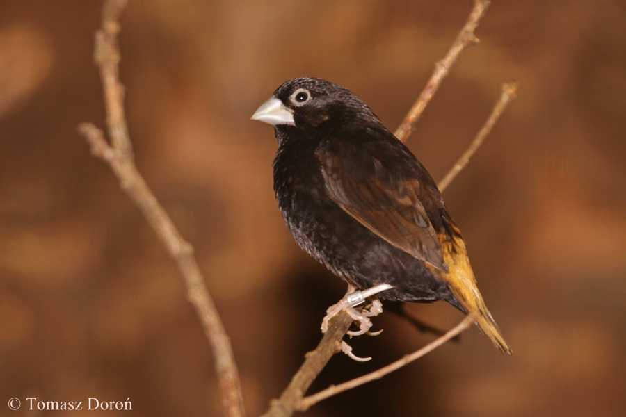 Black Munia (Lonchura stygia)