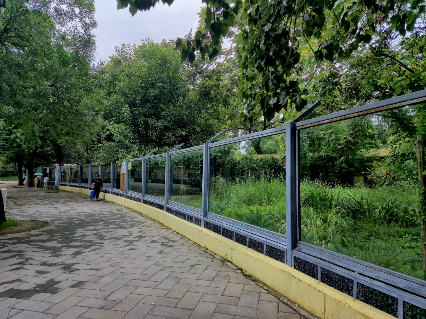 Black Muntjac 6 connected exhibits