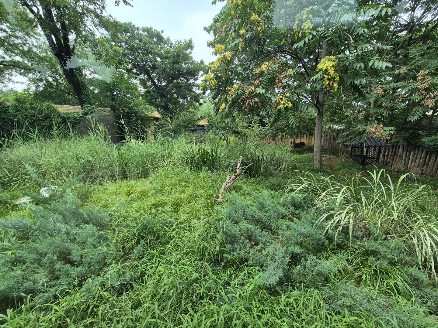 Black Muntjac exhibit, Deer Garden