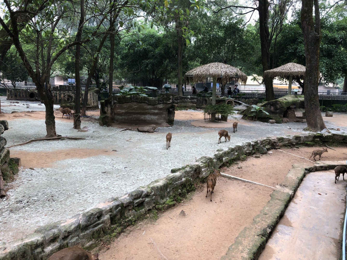 Black Muntjac Exhibit