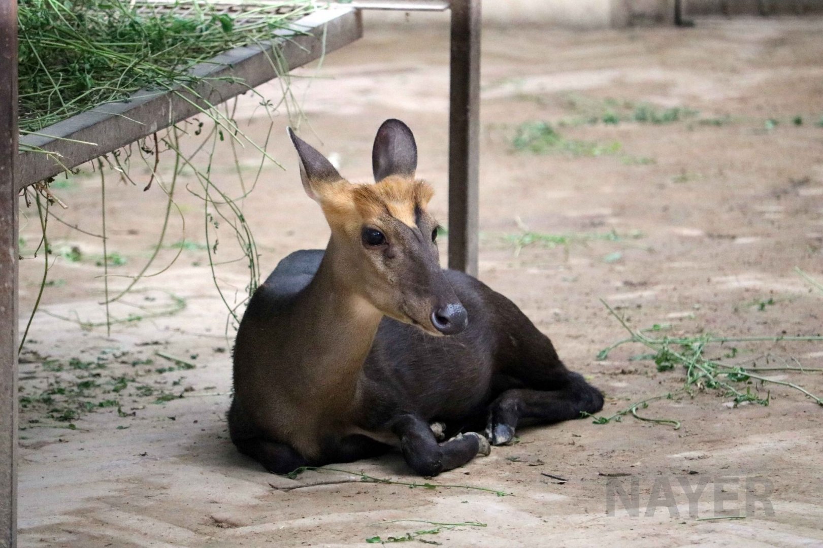 Black muntjac, July 2016