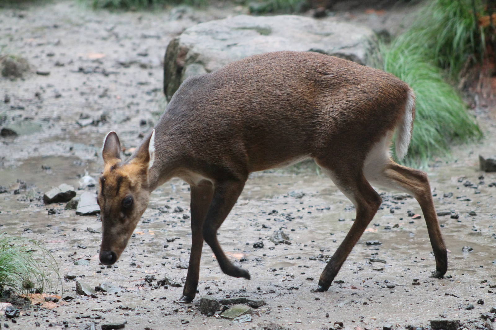 black muntjac (Muntiacus crinifrons)