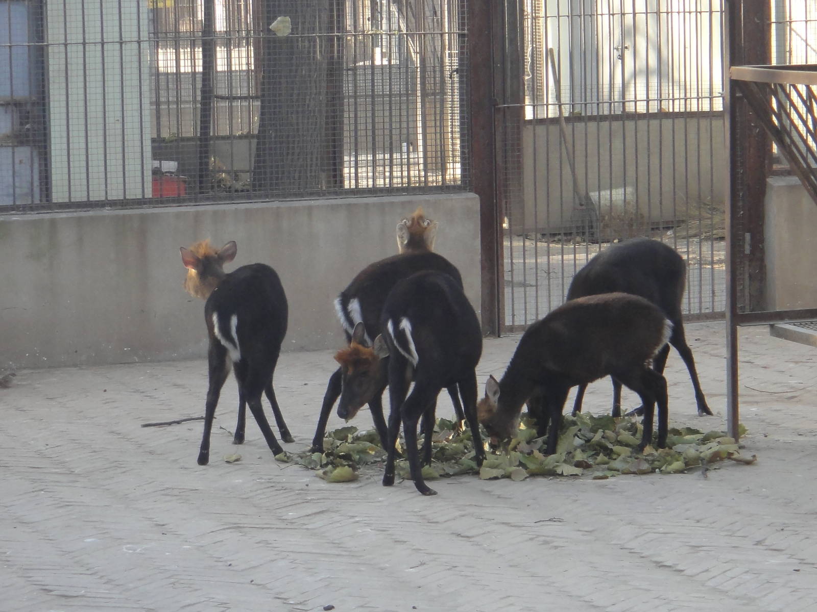 Black Muntjac (Muntiacus crinifrons)