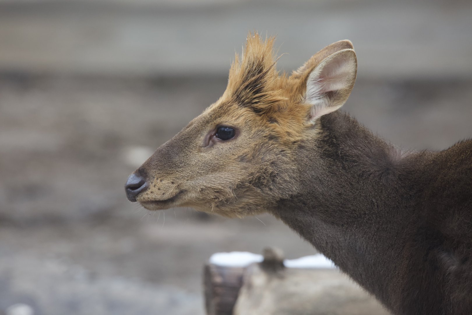 Black Muntjac/ Muntiacus crinifrons
