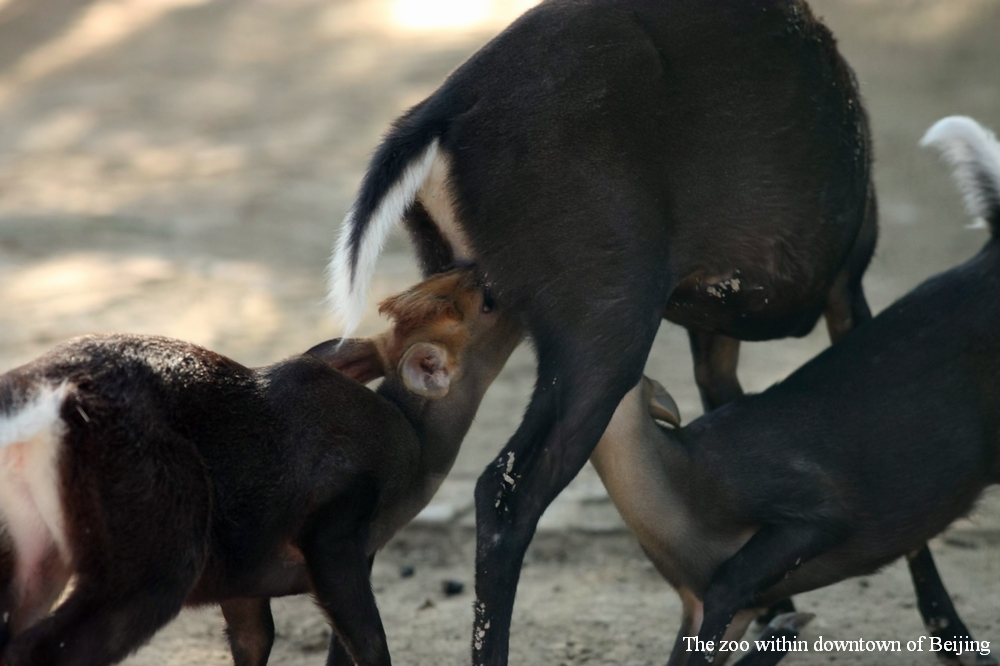 Black muntjac nursing two fawns