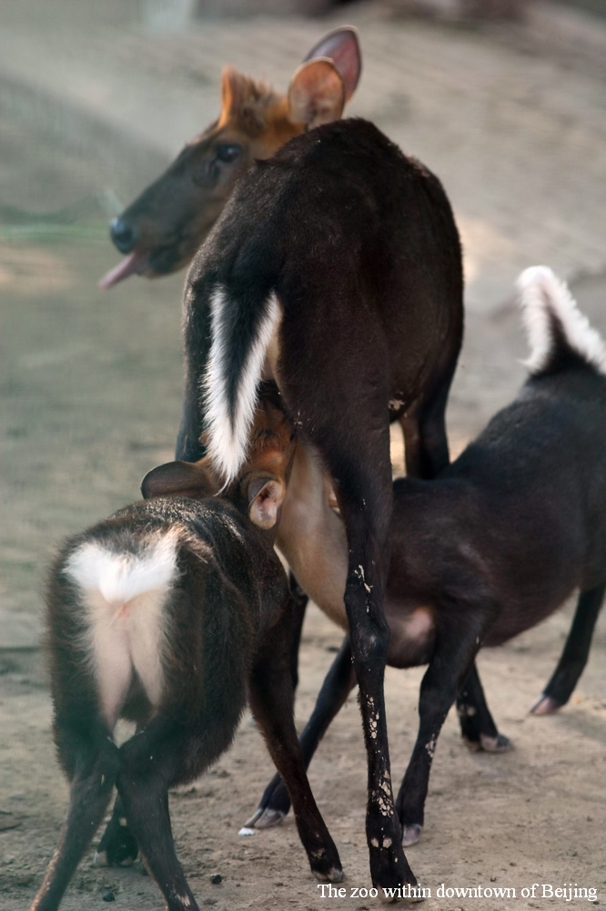 Black muntjac nursing two fawns