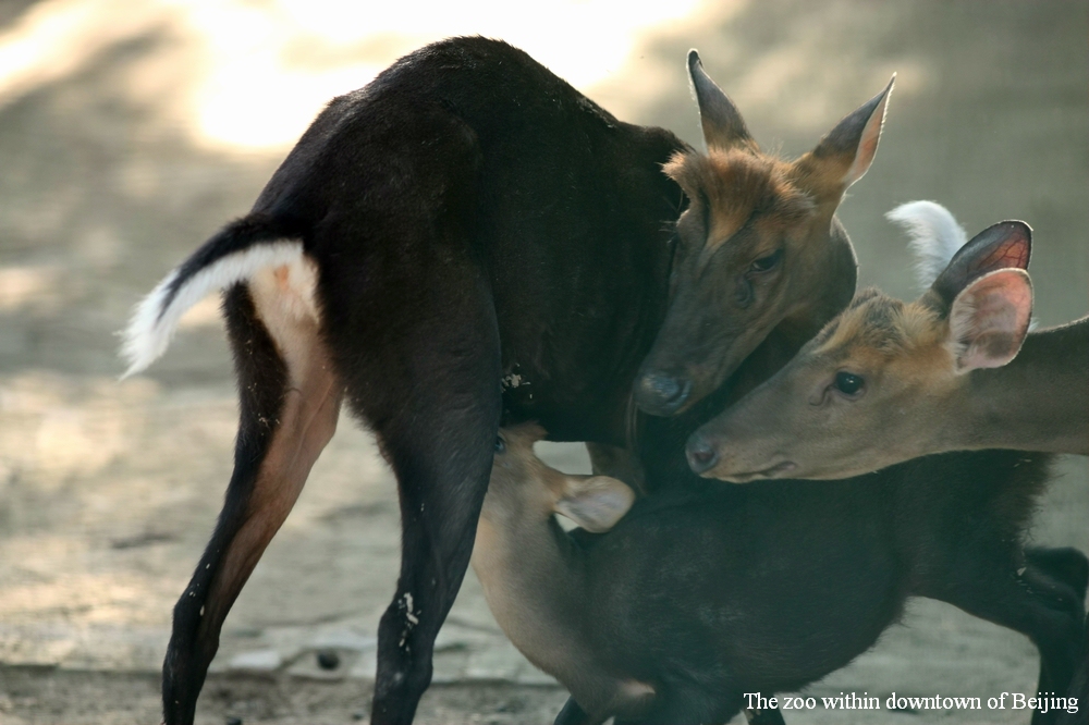 Black muntjac nursing