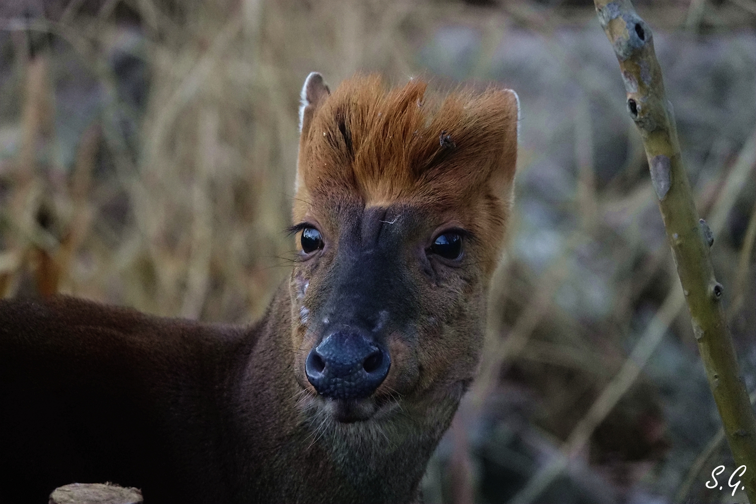 Black muntjac portrait