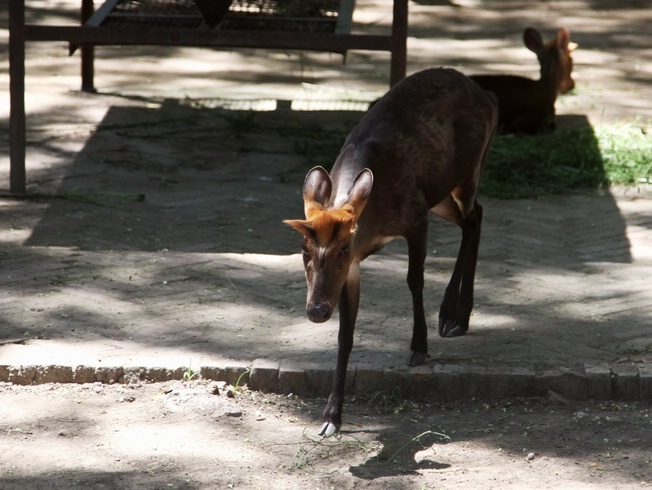 Black muntjac